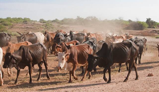 Illegal cattle movement threatens Zambia’s livestock sector