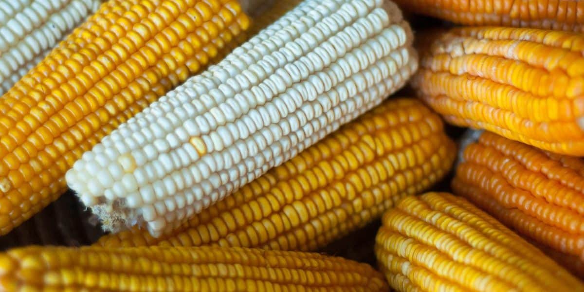 11% drop in mealie-meal prices attributed to maize bumper harvest