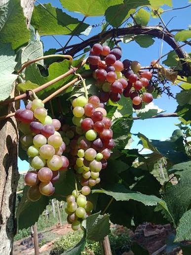 Grape farming could reduce wine imports in Zambia