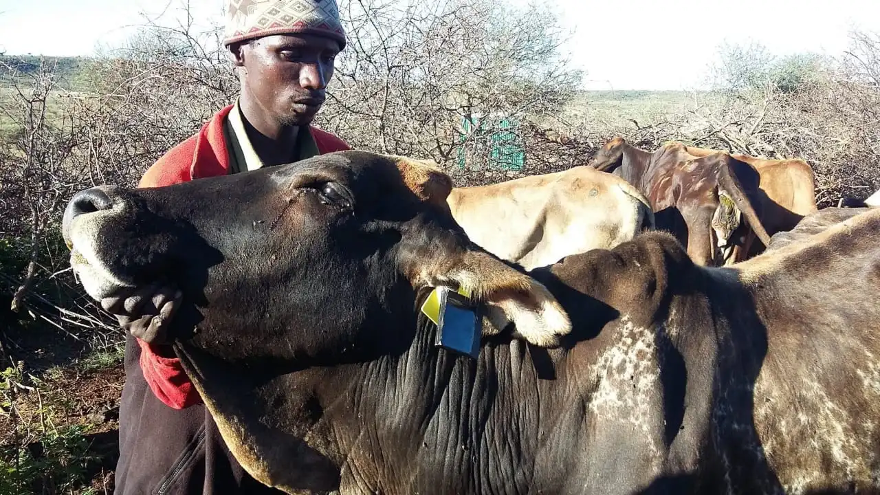 How We Found Our Lost Cows After a Week of Searching When All Hope Seemed Lost