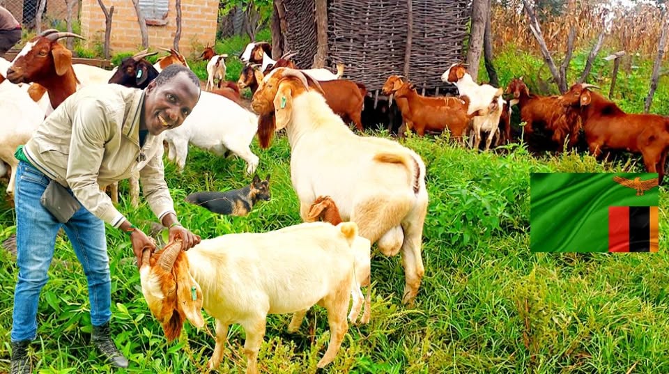 Zambia : ZADAC Urges Zambians To Venture In Goat Farming