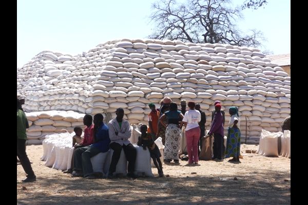 What decisions are farmers being forced to make as they await price gazetting?