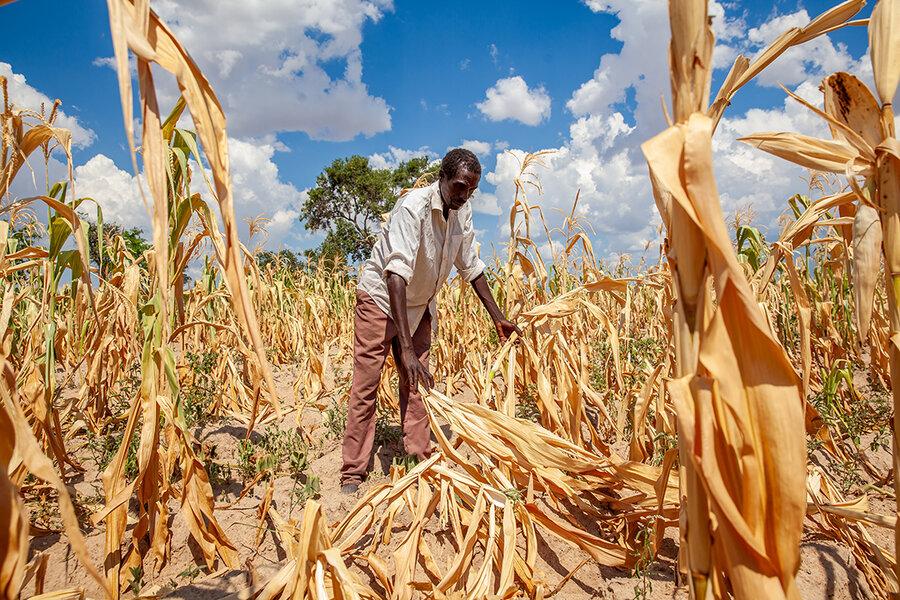 Farmers need to shift towards drought tolerant crops- Expert