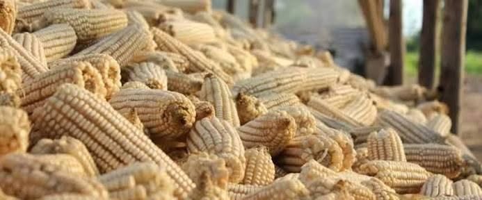 Zambia : Mambwe Chiefs Welcome Maize Floor Price