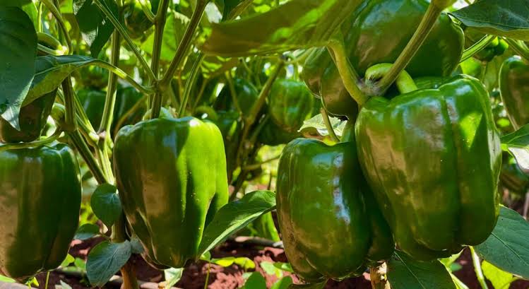Chongwe farmermaking K50, 000per week from greenpepper farming