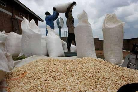 FRA to Buy Maize at K6.94 per Kg, K347 per 50kg Bag