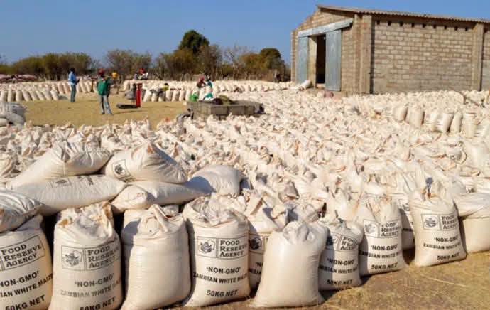 Zambia : Agriculture Union Welcomes FRA Maize Floor Price