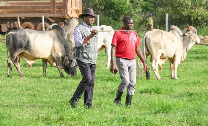‘Mundubile doesn’t understand farming, which is why he is promising K500 per 50kg bag of maize- Hichilema