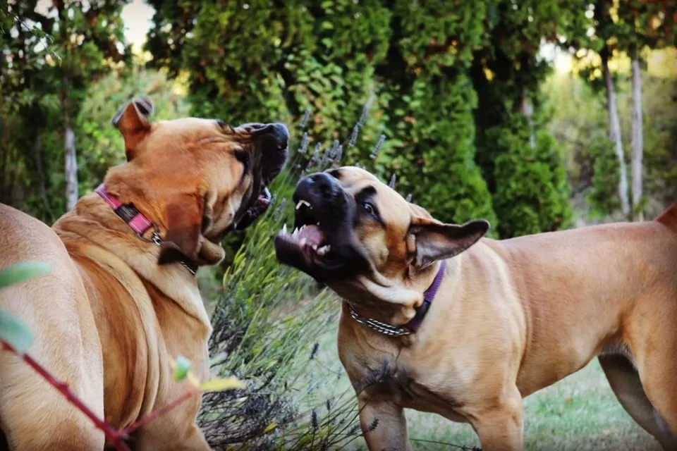 What Happens When You Cut a Dog’s Tail? The Truth About Tail Docking