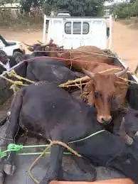 Kalomo: How I Recovered My Stolen Herd of Cattle Against All Odds
