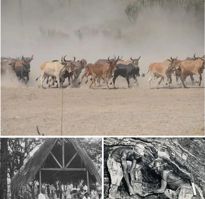 THE PEOPLE’S CITIZENSHIP: FROM COLONIAL SUBJECTS TO ZAMBIAN CITIZENS AND THE ROLE OF THE CATTLE ECONOMY IN THE STRUGGLE FOR INDEPENDENCE