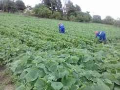 Kapiri-based vegetable farmer making K12,000 profit per month from Chibwabwa