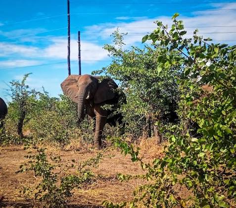 Lions and elephants terrorize Lumezi residents as calls for a solar fence grow